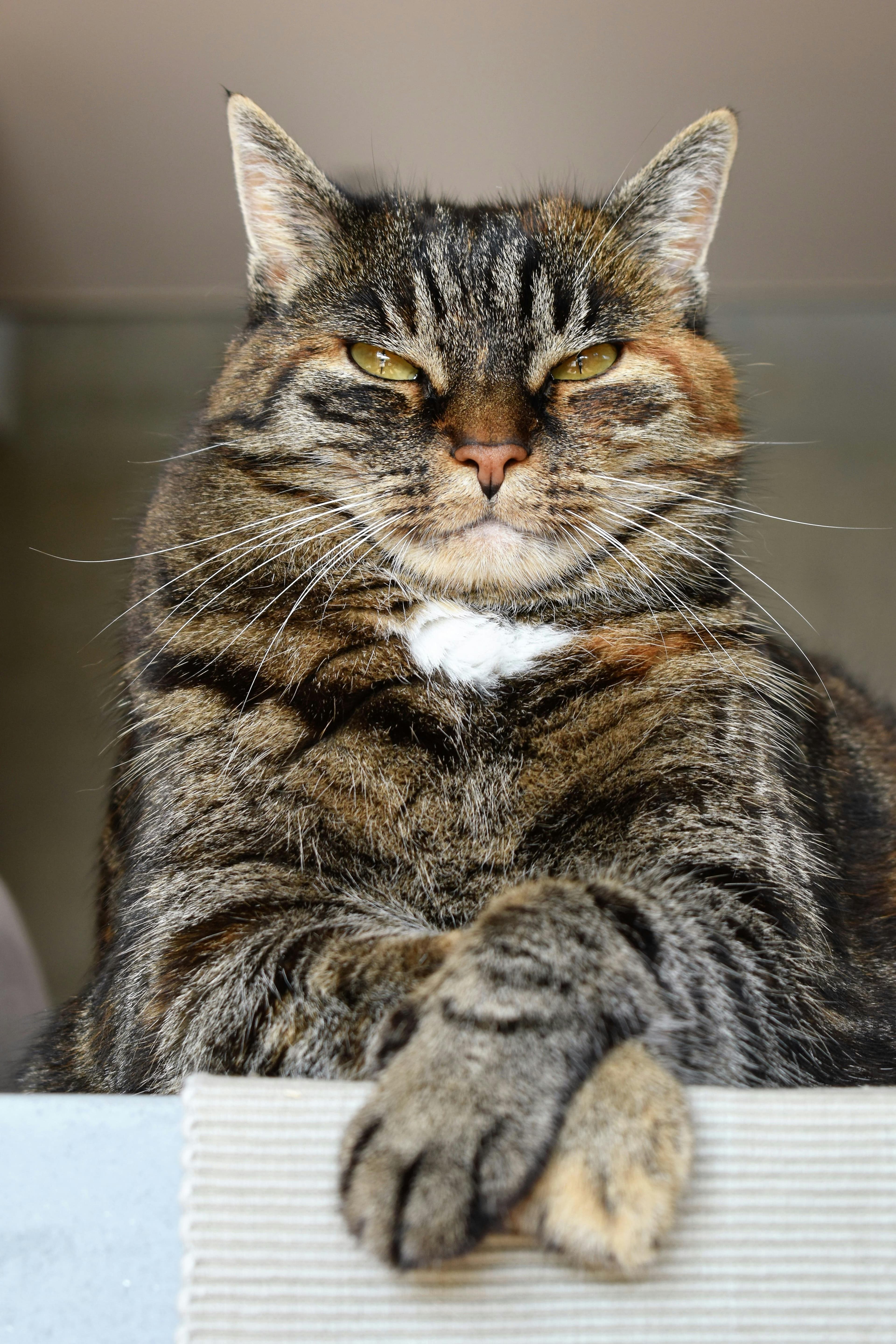 Adopt a Cat