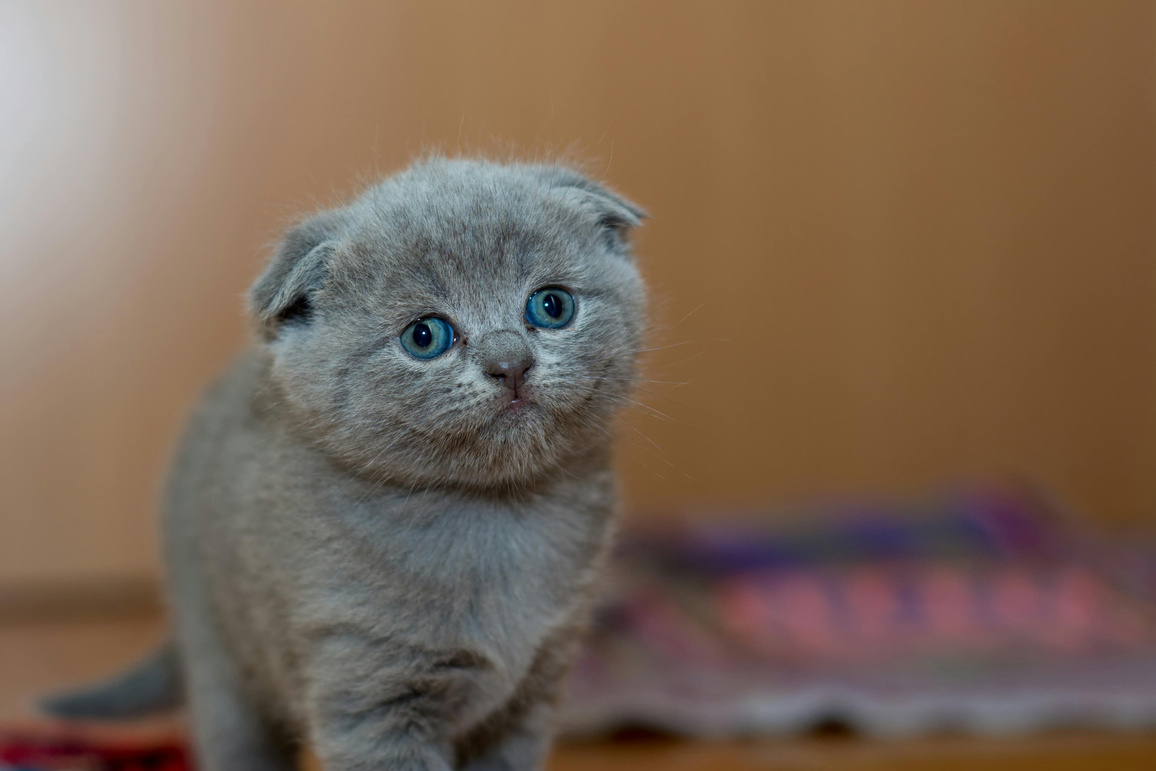 Adopt a Cat