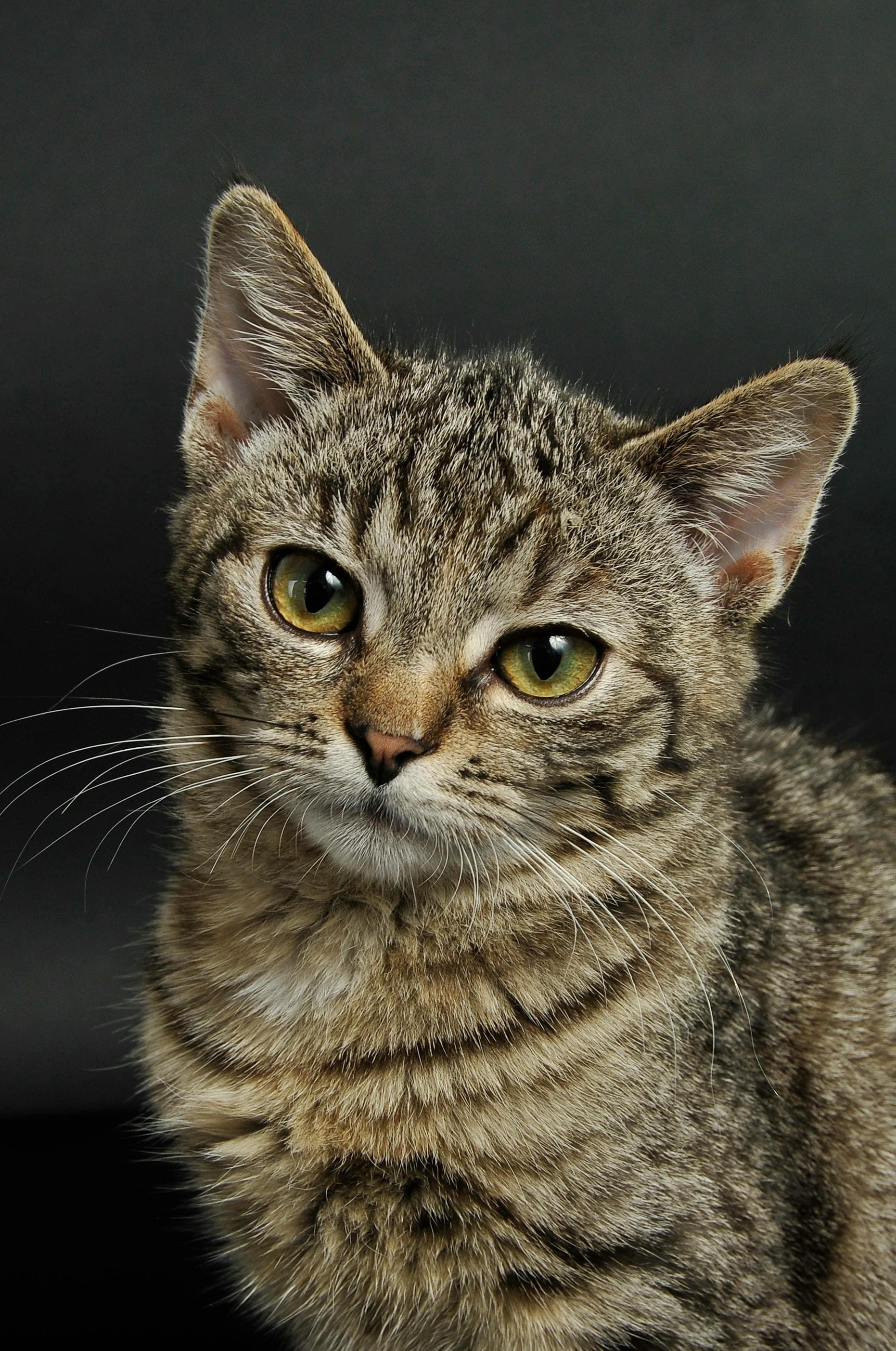 Urgent - Senior Cat
