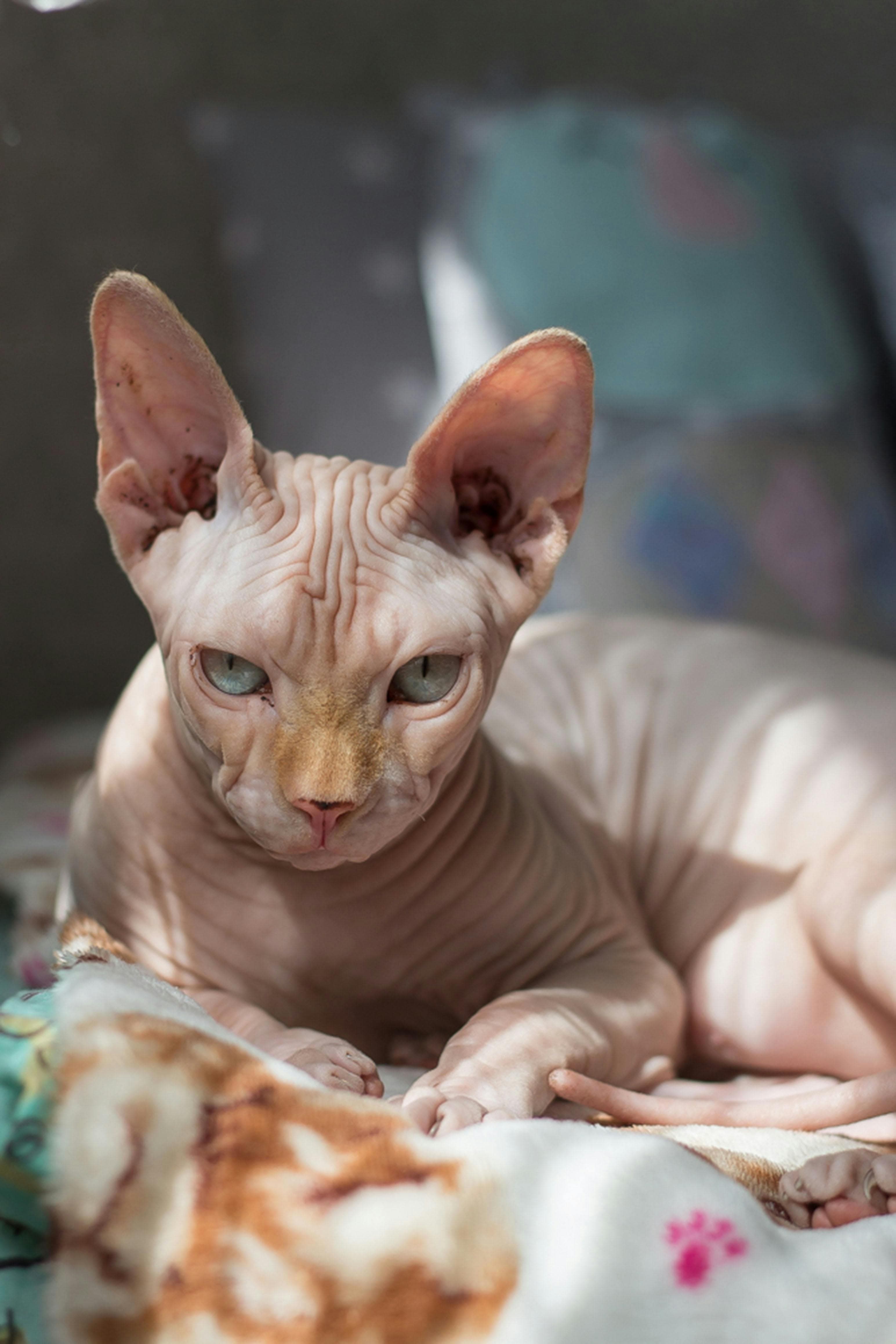 Adopt a Cat