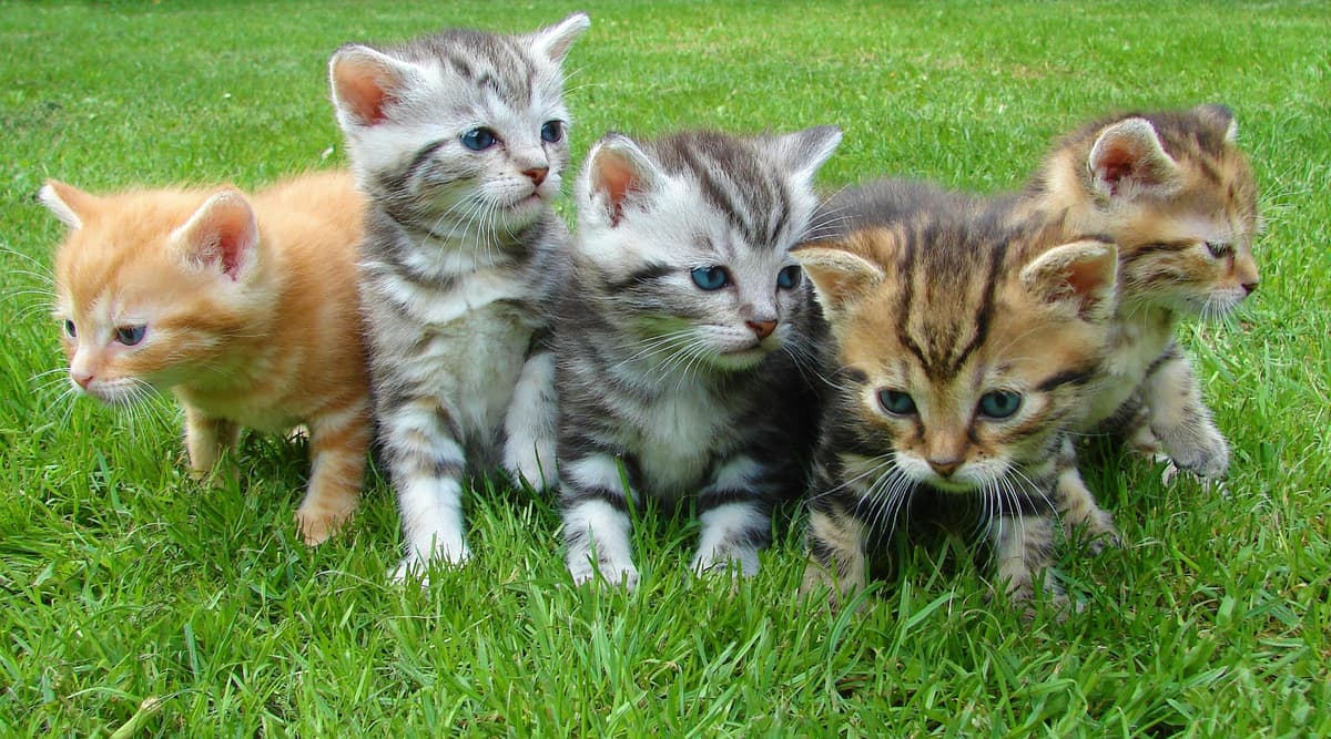 Adoption Event