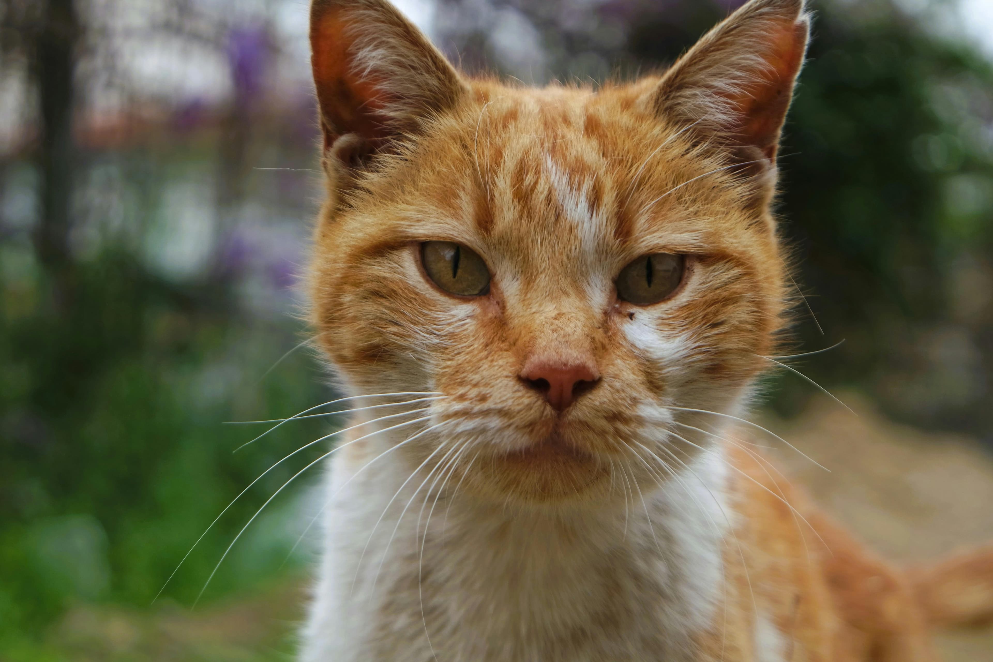 Oliver - 4 years Male cat available for adoption
