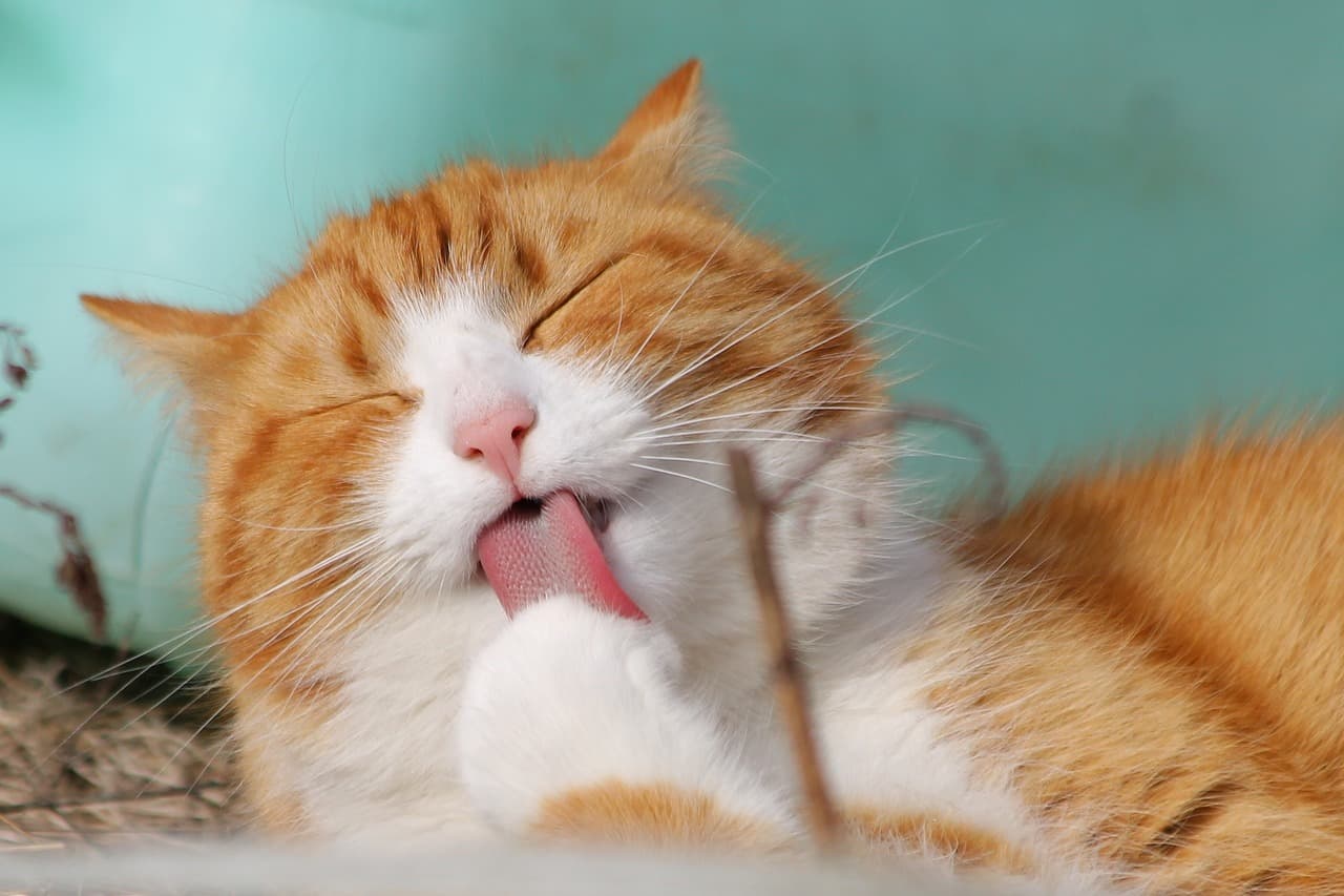 Live Cat Webcam Demo