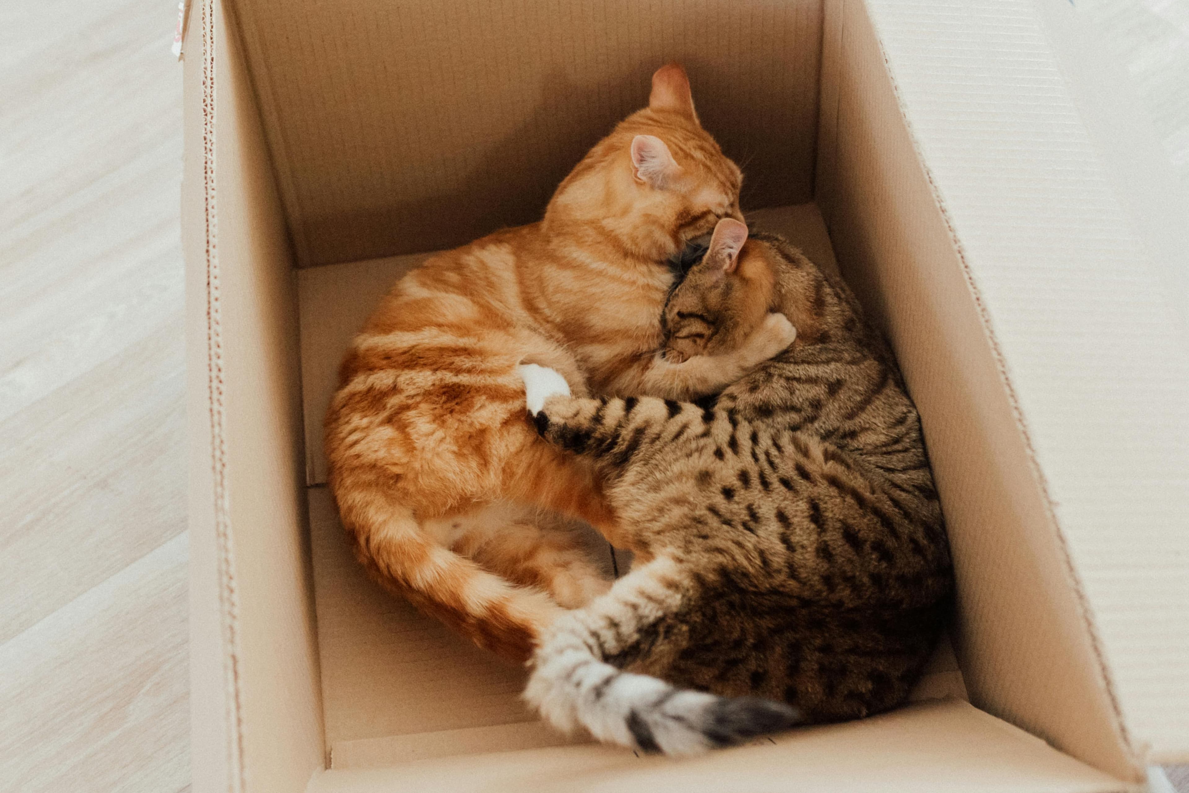 Mittens & Whiskers after adoption