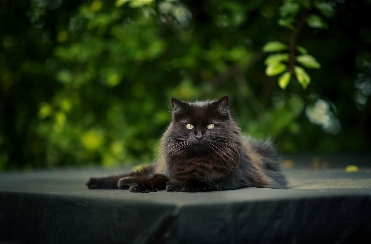 Shadow in his new home