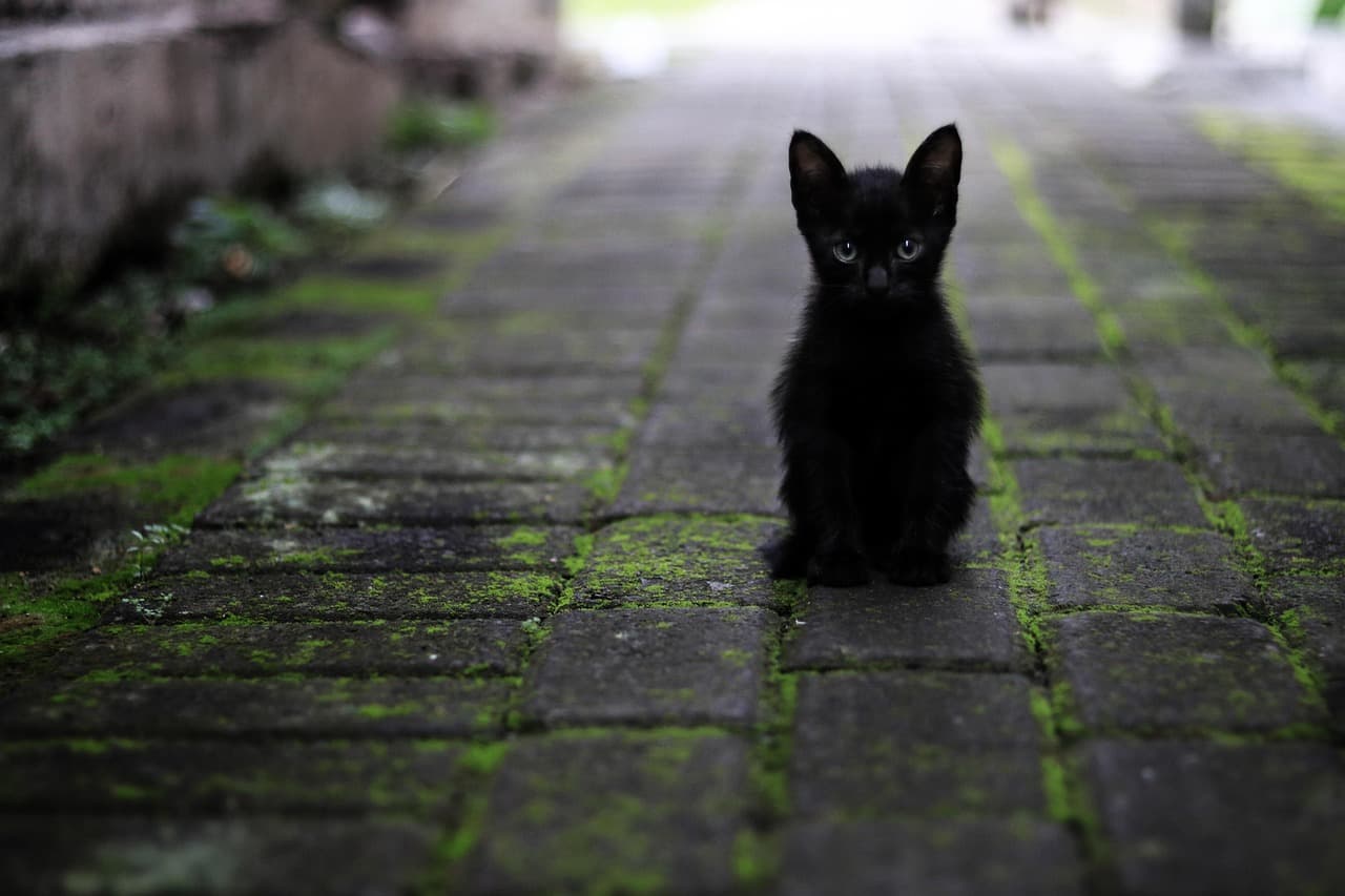 Shadow before adoption